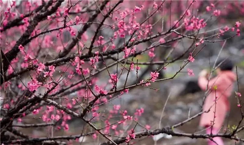 广州出发-广西4天游，赏恭城桃花 骥马油菜花 南溪樱花 梯田花海(图20)