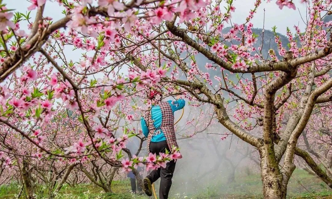 广州出发-广西4天游，赏恭城桃花 骥马油菜花 南溪樱花 梯田花海(图22)