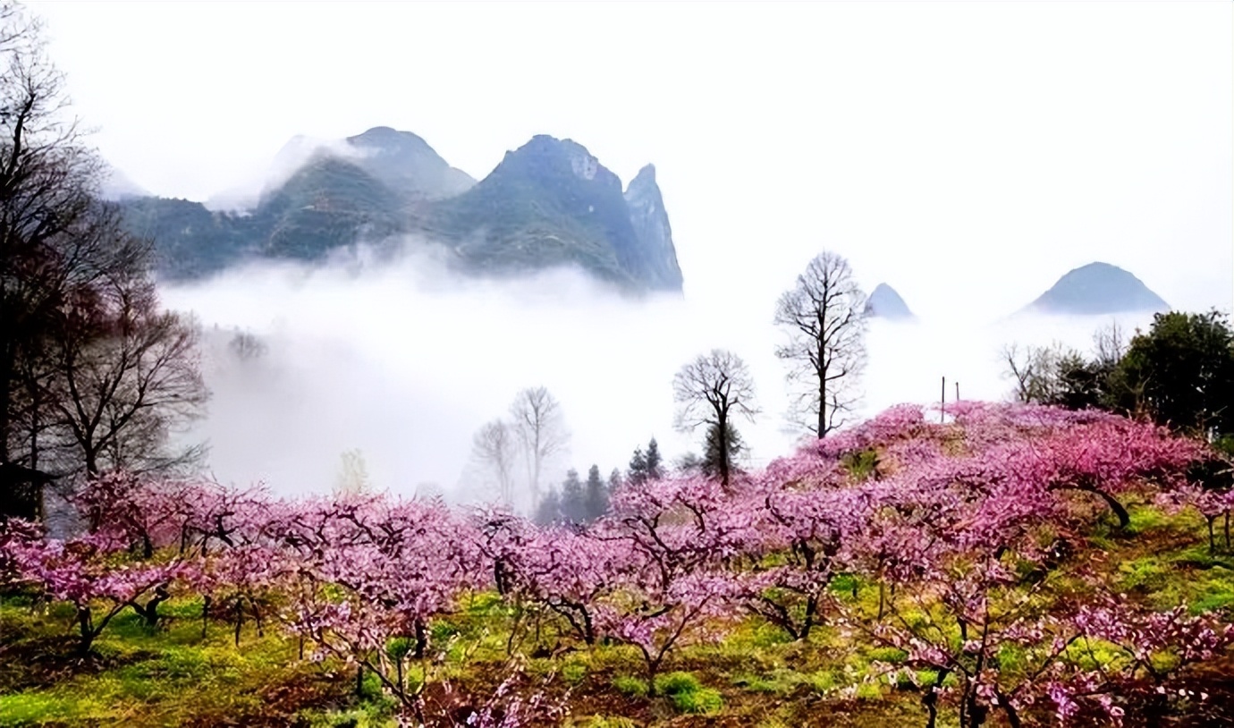 广州出发-广西4天游，赏恭城桃花 骥马油菜花 南溪樱花 梯田花海(图23)