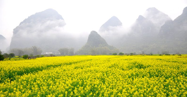 广州出发-广西4天游，赏恭城桃花 骥马油菜花 南溪樱花 梯田花海(图34)