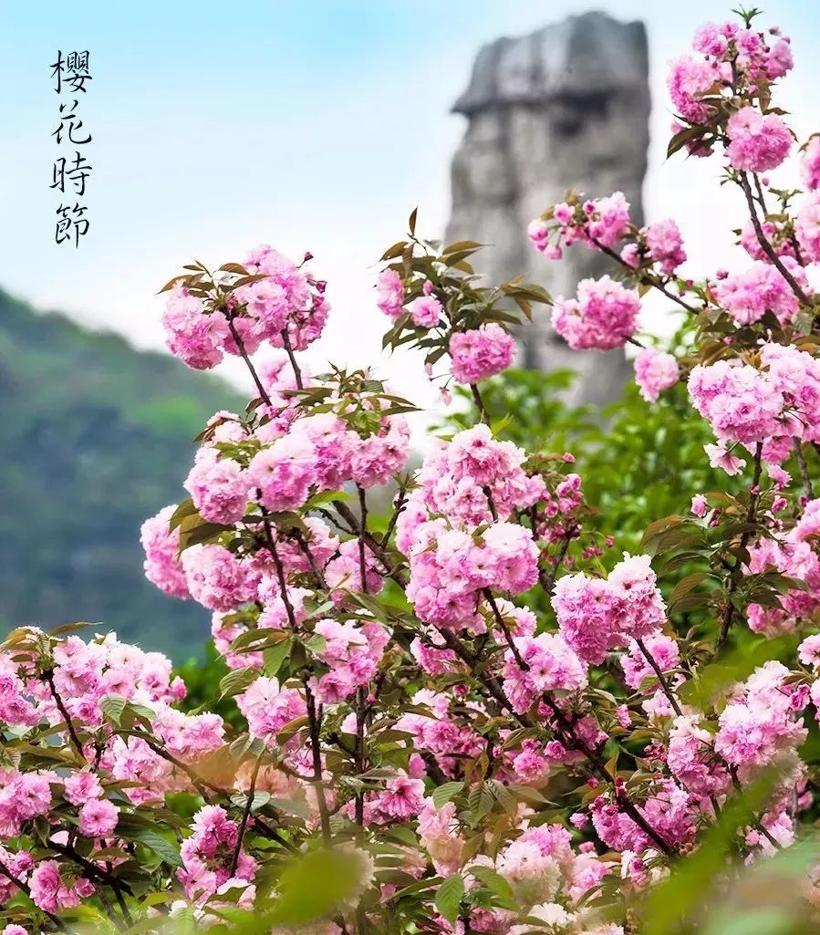 广州出发-广西4天游，赏恭城桃花 骥马油菜花 南溪樱花 梯田花海(图39)