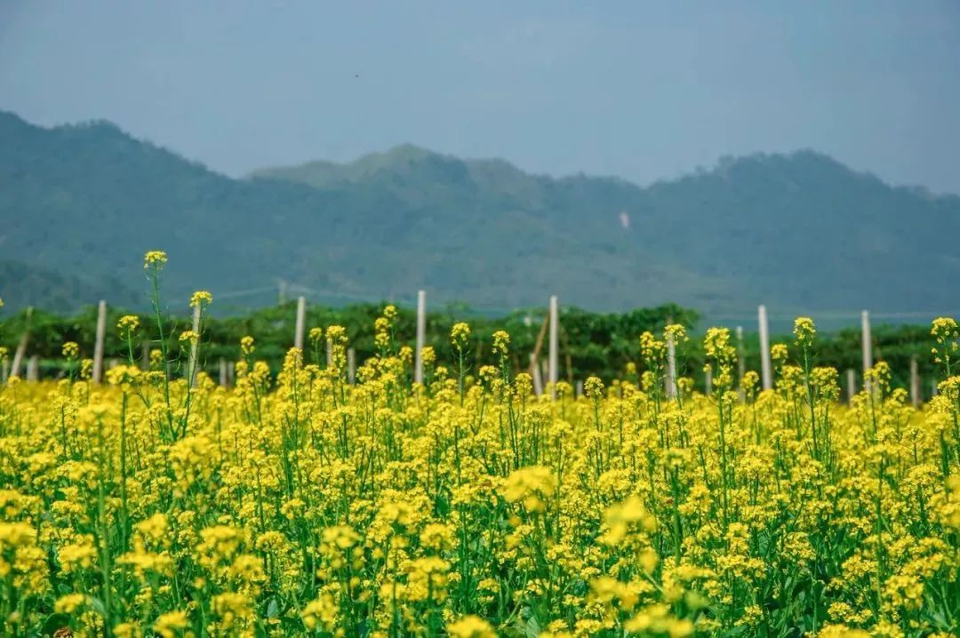 广州出发-广西4天游，赏恭城桃花 骥马油菜花 南溪樱花 梯田花海(图36)