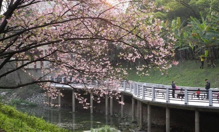 广州出发-广西4天游，赏恭城桃花 骥马油菜花 南溪樱花 梯田花海(图40)