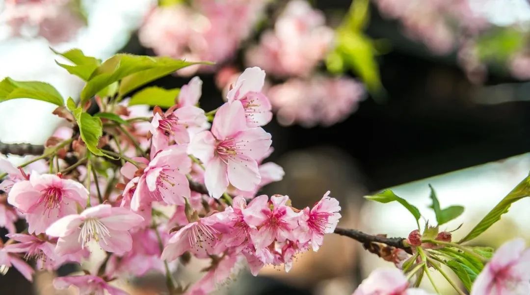 广州出发-广西4天游，赏恭城桃花 骥马油菜花 南溪樱花 梯田花海(图42)