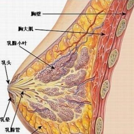 讲真，蔡依林到底是怎么从“平平无奇”变身人间胸器的？